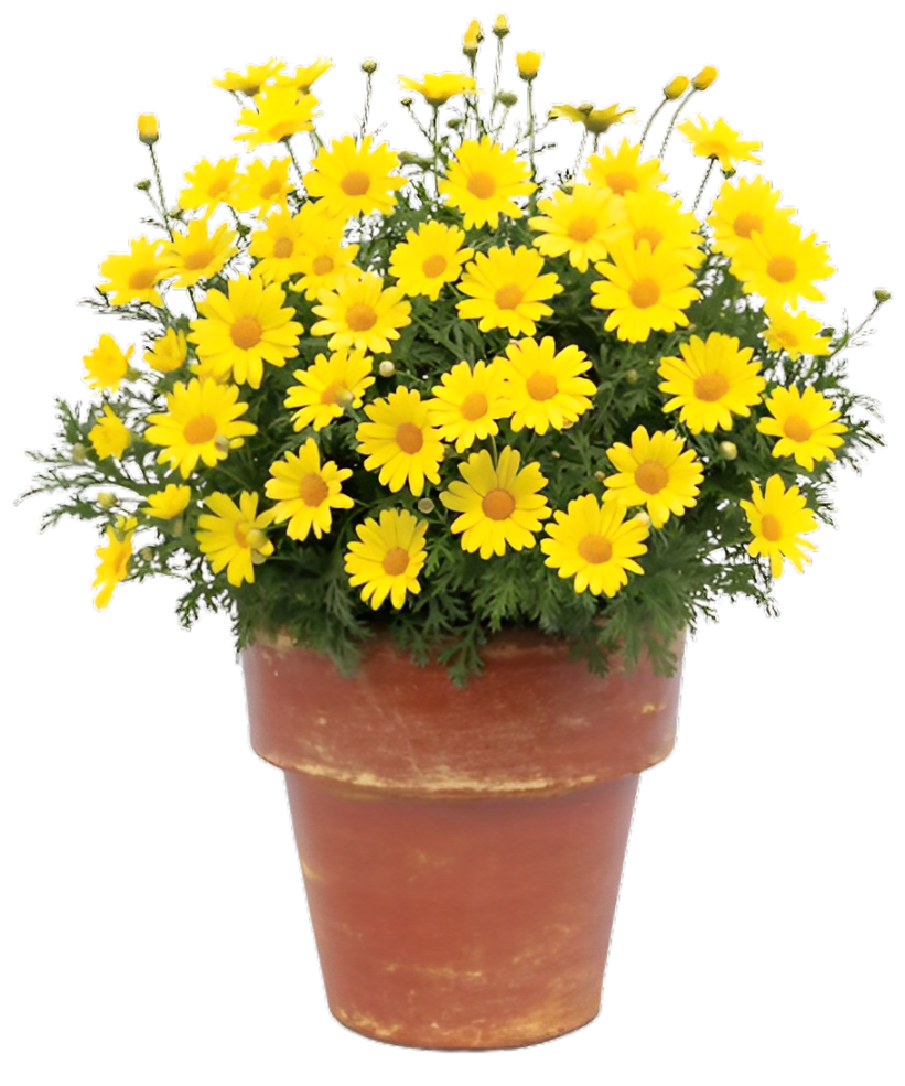 daisy-in-pot