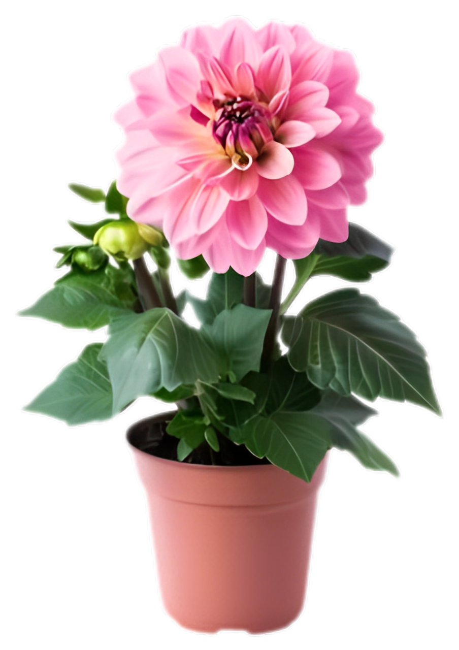 vibrant-in-pot